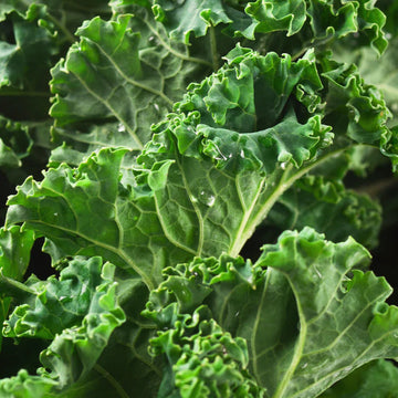 Kale Tree Seeds – Green Walking Stick