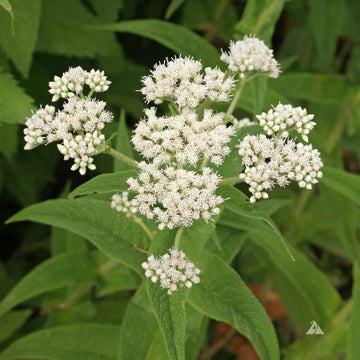 Boneset Seeds – Eupatorium Perfoliatum