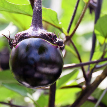 Eggplant Seeds – Kamo Japanese