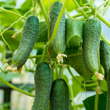 Cucumber Seeds