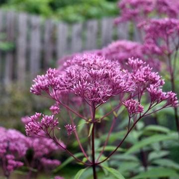 Joe Pye Weed Seeds – Perennial
