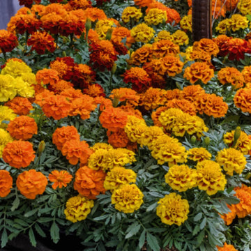 Marigold Seeds - Little Hero Mixed