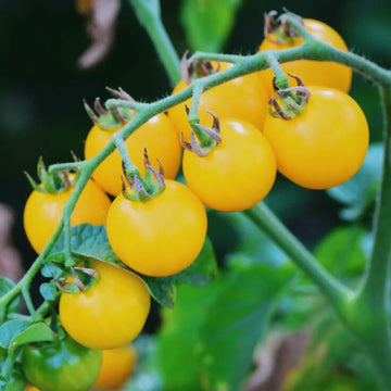 Tomato Seeds – Yellow Cherry