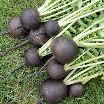 Radish Seeds – Black