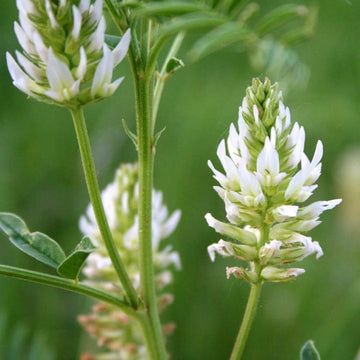 Licorice Seeds – American White