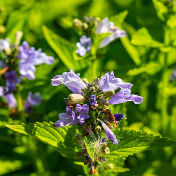 Catmint Seeds – Blue
