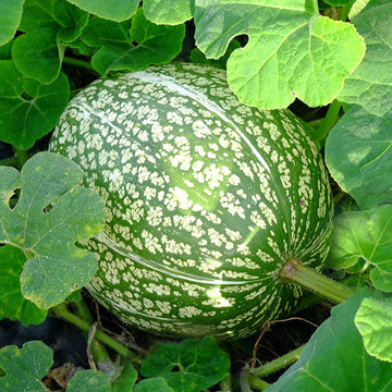 Fig Leaf Gourd Seeds – Chilacayote