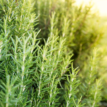 Rosemary Seeds – Dark Green