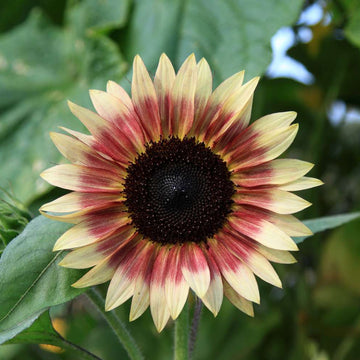 Sunflower Seeds – Creme and Pink
