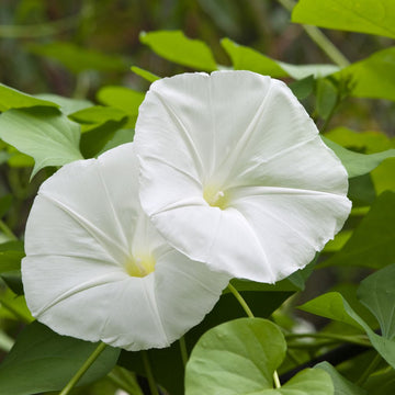 Moonflower Seeds – White