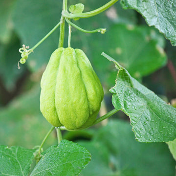 Chayote Seeds – Green