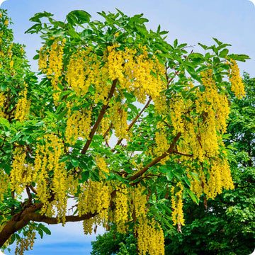 Laburnum Anagyroides Seeds
