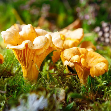 Mushroom Seeds – Chanterelle