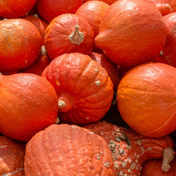 Hubbard Golden Seeds – Winter Squash