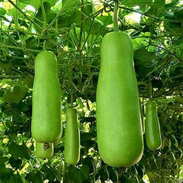 Gourd Seeds - Giant Zucca