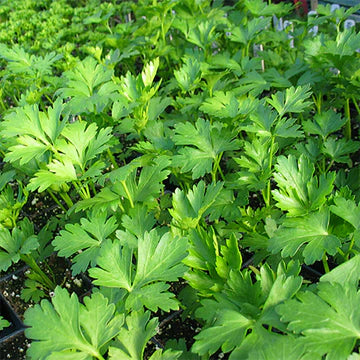 Parsley Seeds – Giant Italian Flat Leaf