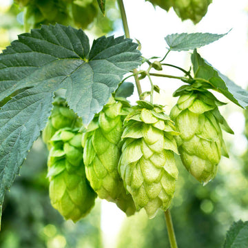 Hops Seeds – Common
