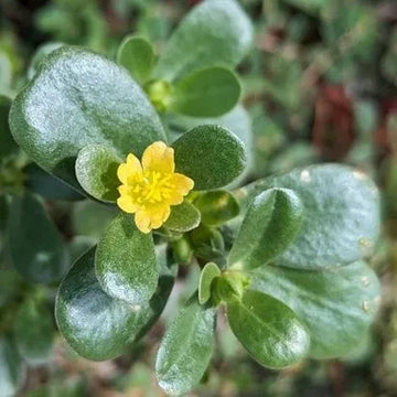 Portulaca Oleracea Seeds – Green