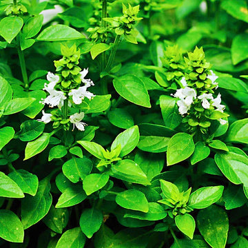 Lime Basil Seeds – Ocimum Basilicum