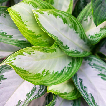Aglaonema Variegated Seeds