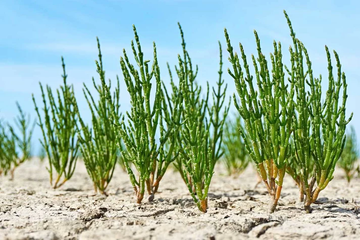 Samphire Seeds - Hardy Coastal Plant, Succulent Texture