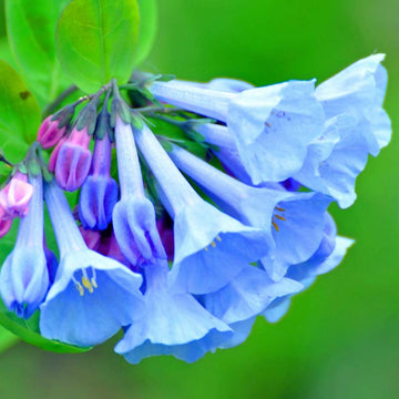 Mertensia Virginica Seeds – Virginia Bluebells