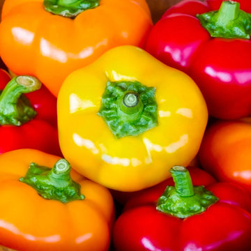 Bell Pepper Seeds – Sweet Mixed