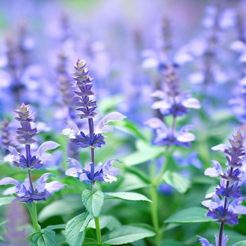 Hyssop Seeds – True Blue