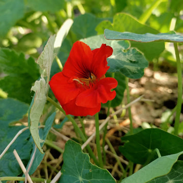 Nasturtium Seeds – Red