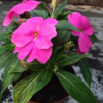 Impatiens Seeds – Touch-Me-Not