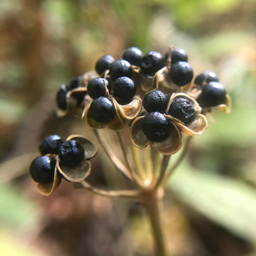Ramp Seeds Seeds – Wild Leek