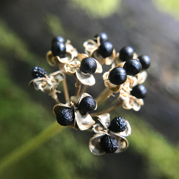 Ramp Seeds Seeds – Wild Leek