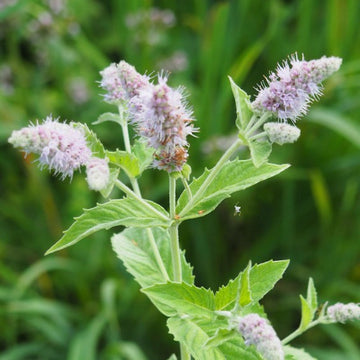 Mint Seeds – Peppermint