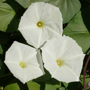 Moonflower Seeds – White