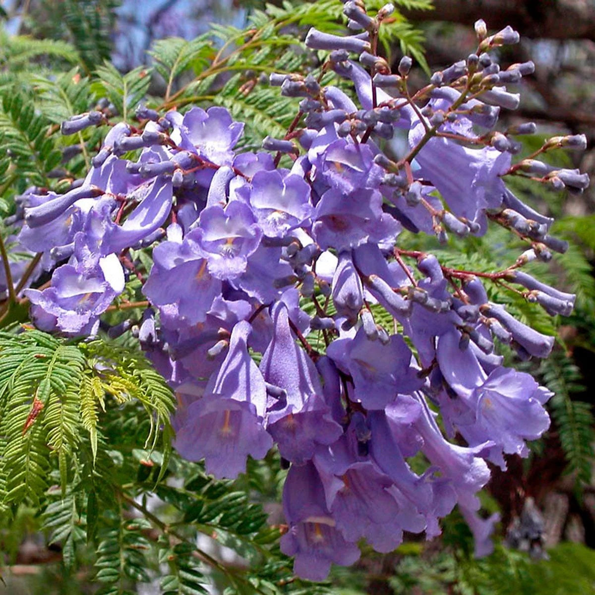 Jacaranda Cuspidifolia Seeds – Lavender Trumpet Tree