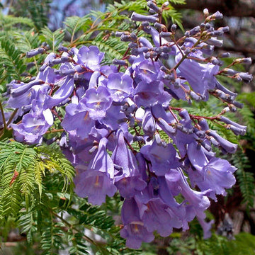 Jacaranda Cuspidifolia Seeds – Lavender Trumpet Tree