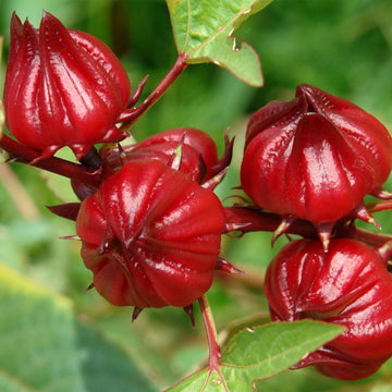 Jamaican Sorrel Vegetable Seeds