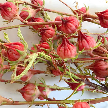 Jamaican Sorrel Vegetable Seeds