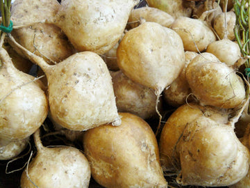 Jicama Seeds
