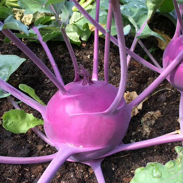 Kohlrabi Seeds – Early Purple Vienna
