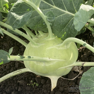 Kohlrabi Seeds – Superschmelz Giant White