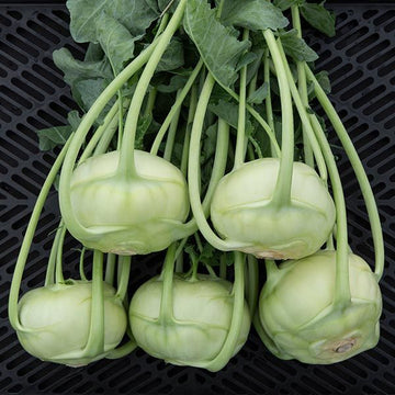 Kohlrabi Seeds – Superschmelz Giant White