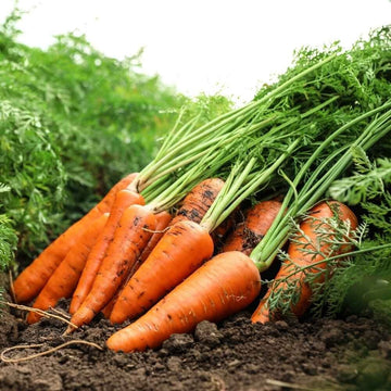 Kyoto Red Carrot Seeds