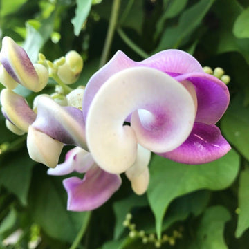 Vigna Caracalla Seeds – Corkscrew Vine