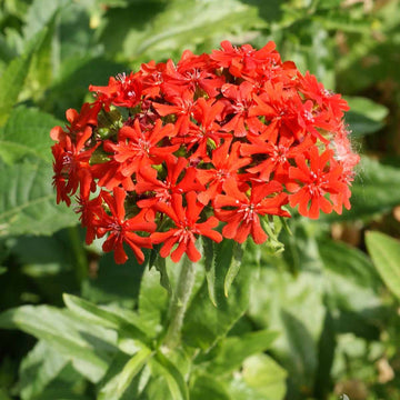 Lychnis Seeds
