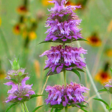 Mint Seeds – Pink