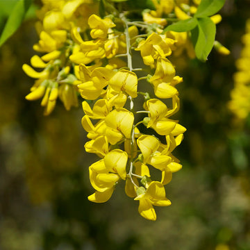 Laburnum Anagyroides Seeds