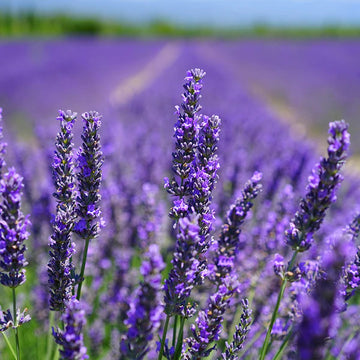 Lavender Mint Seeds