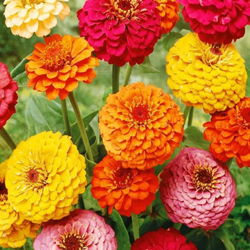 Zinnia Seeds