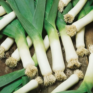 Leek Seeds – American Flag